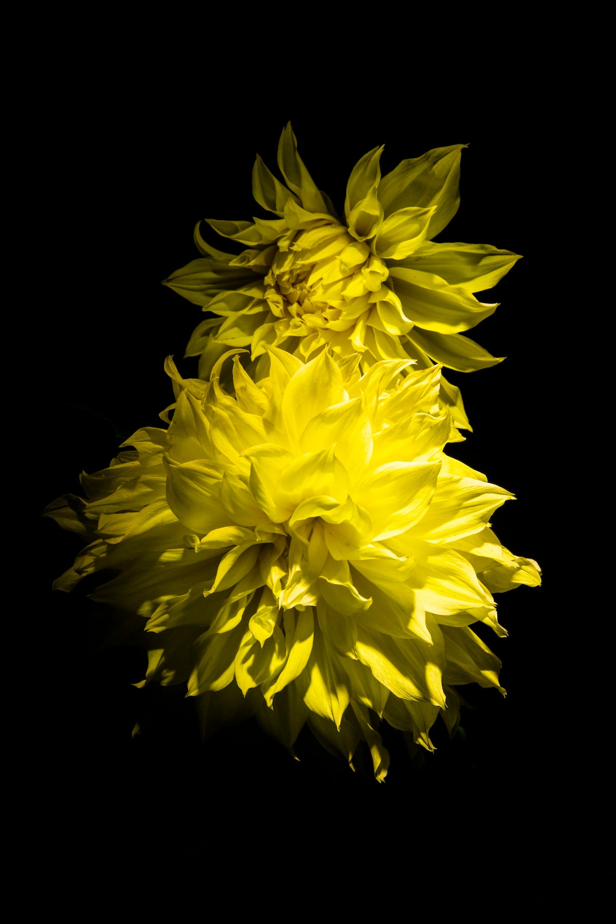 Yellow Dahlia Duet | Black Flowers Secret Garden | Yuri Catania, 2020