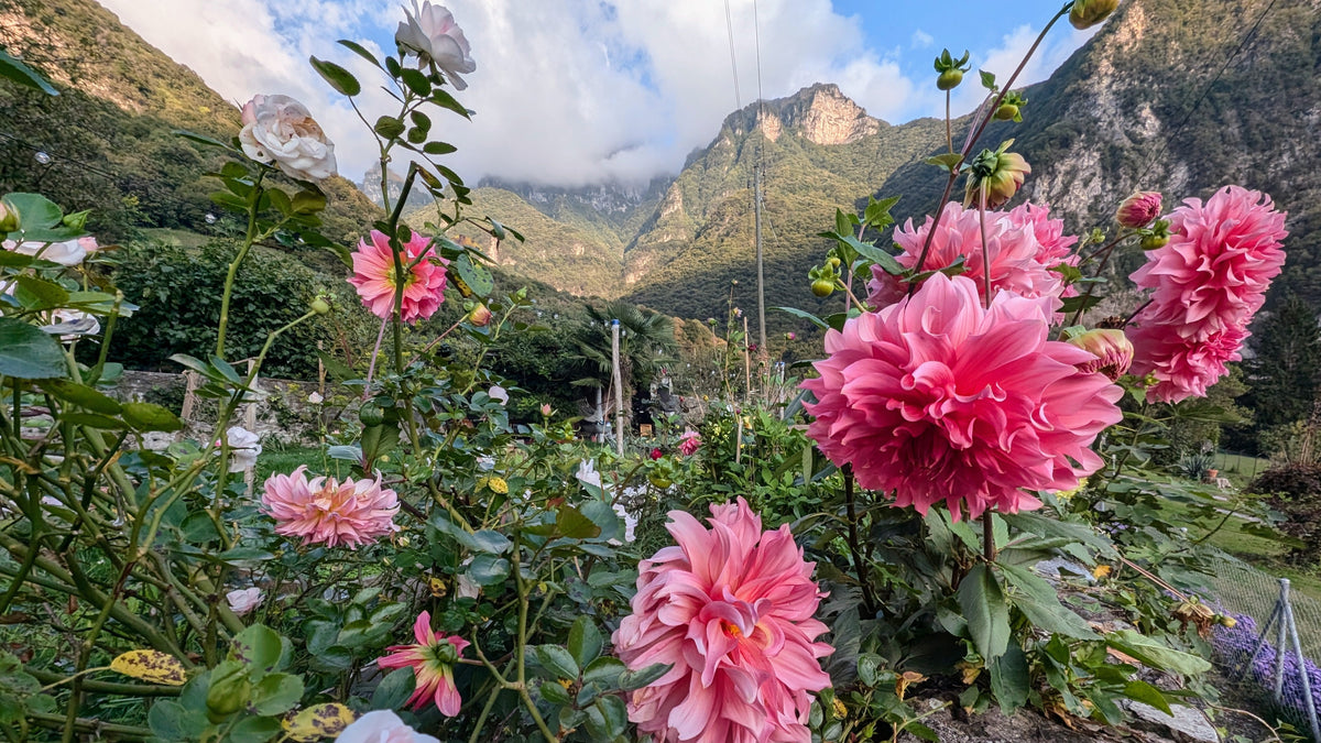 Dalie rosa nel giardino di CasaGalleria.ART a Rovio, ai piedi del Monte Generoso