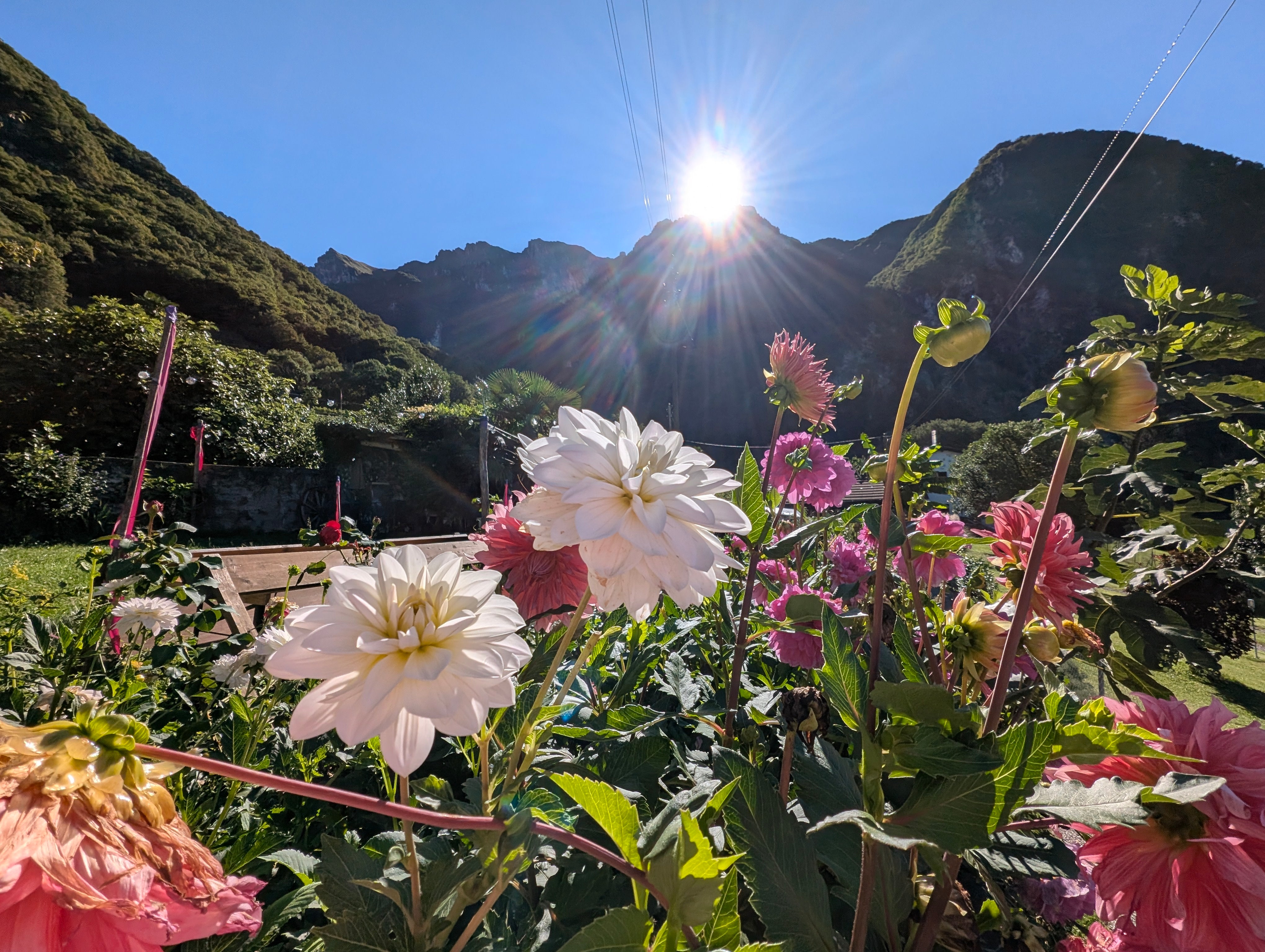 Dalie del giardino di CasaGalleria.ART controluce all'alba sul Monte Generoso, Rovio Val Mara, Svizzera Italiana.