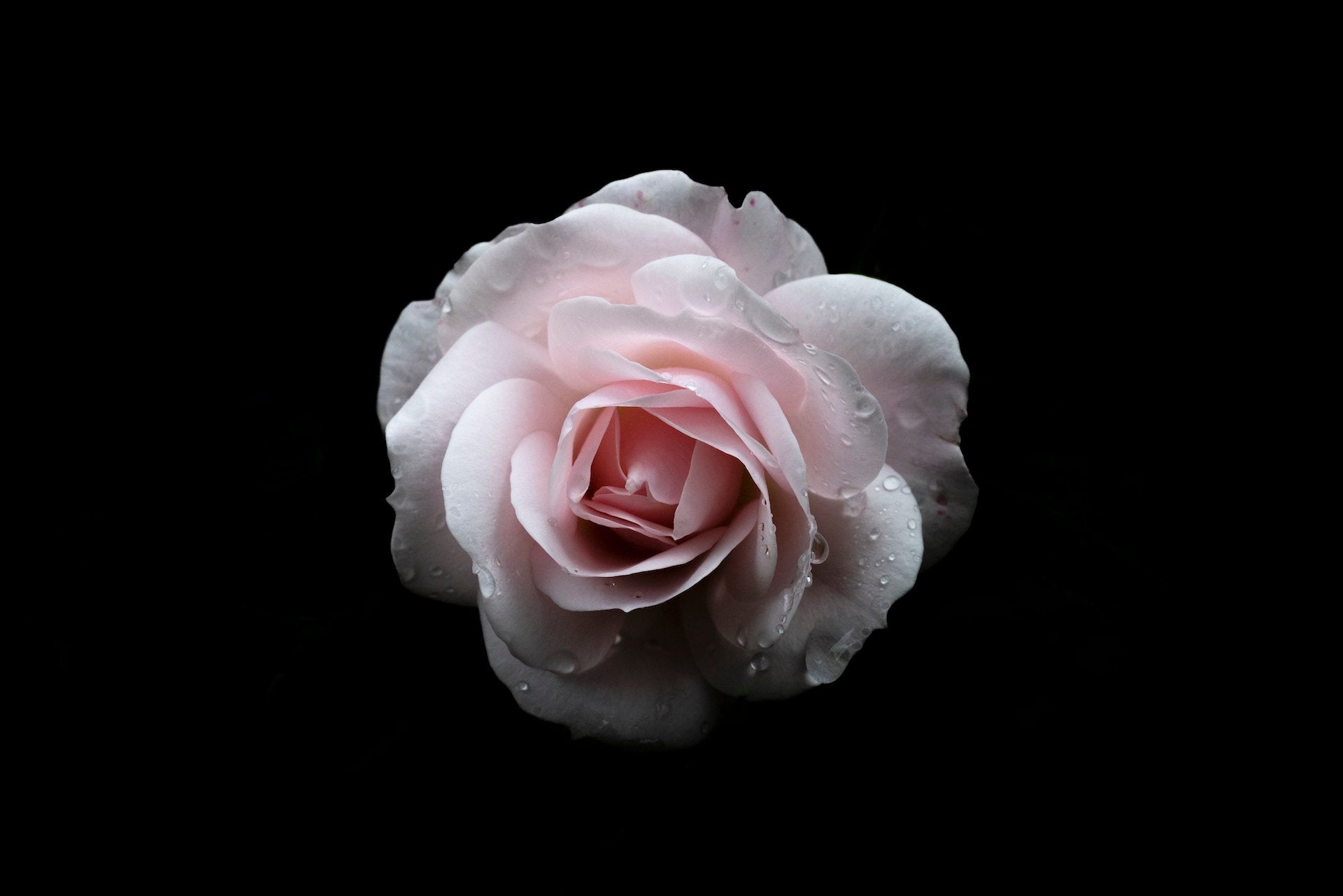 Porcelain Rose, 2020 — Yuri Catania