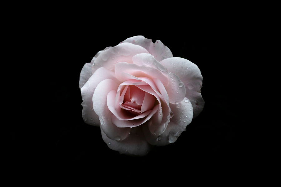 Porcelain Rose, 2020 — Yuri Catania