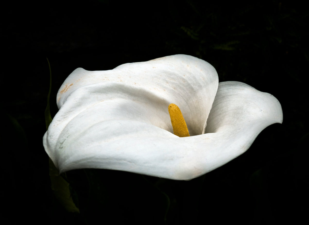 Unperfect Calla, 2020 — Yuri Catania