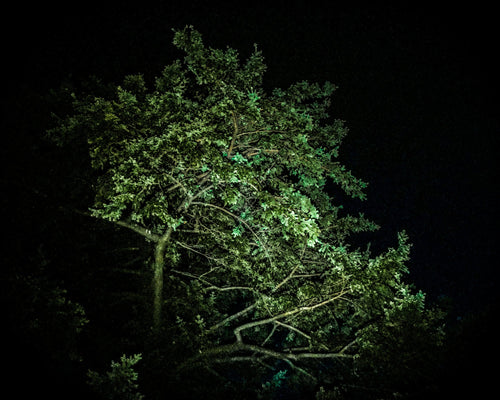 Cedro Notturno, 2026 — Yuri Catania