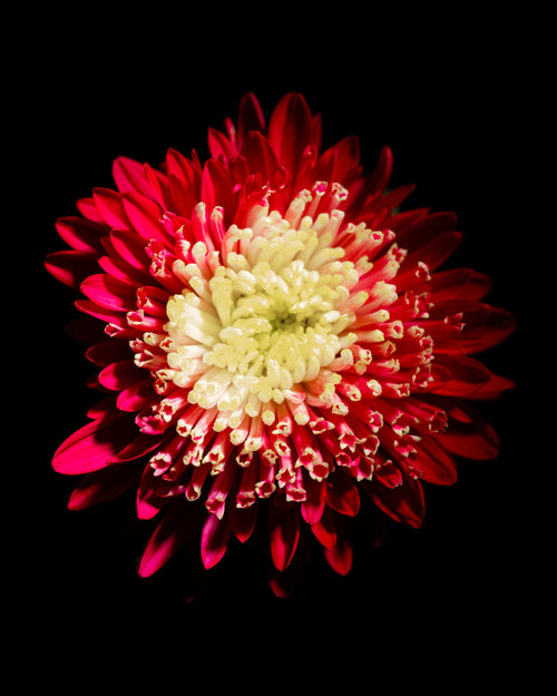 Akita Red Dahlia, 2026 — Yuri Catania