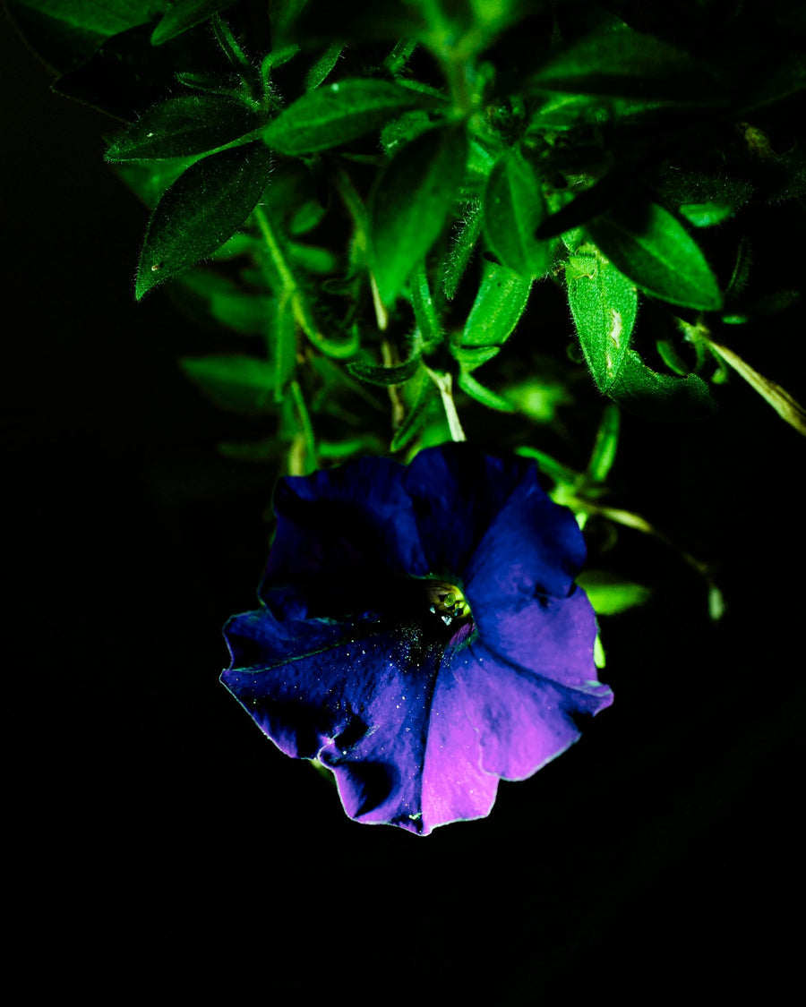 Velluto Viola Petunia, 2026 — Yuri Catania
