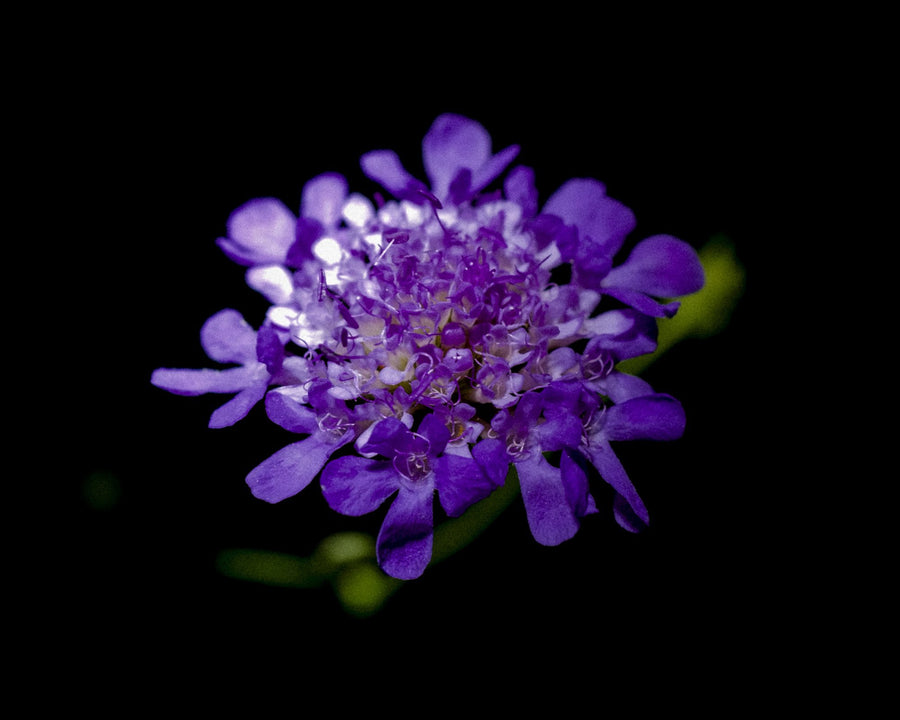 Pincushion Flower, 2026 — Yuri Catania