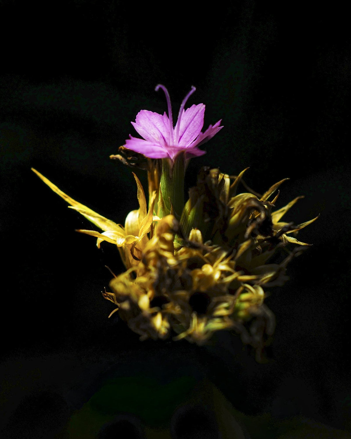 Carthusian Pink, 2026 — Yuri Catania