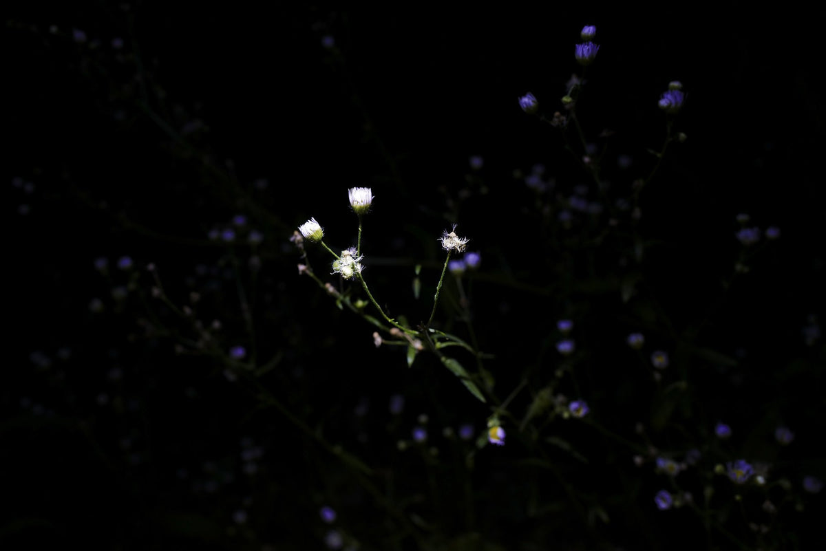 Daisy Fleabane, 2026 — Yuri Catania