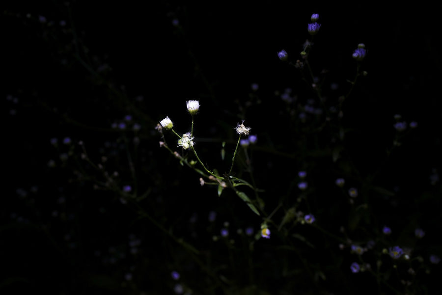 Daisy Fleabane, 2026 — Yuri Catania