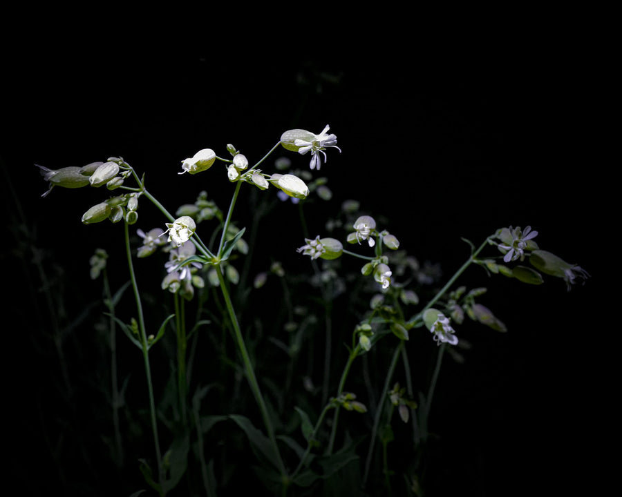 Bladder Campion, 2026 — Yuri Catania