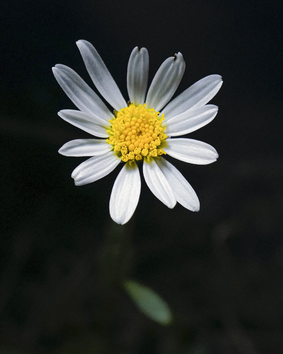 Oxeye Daisy, 2026 — Yuri Catania