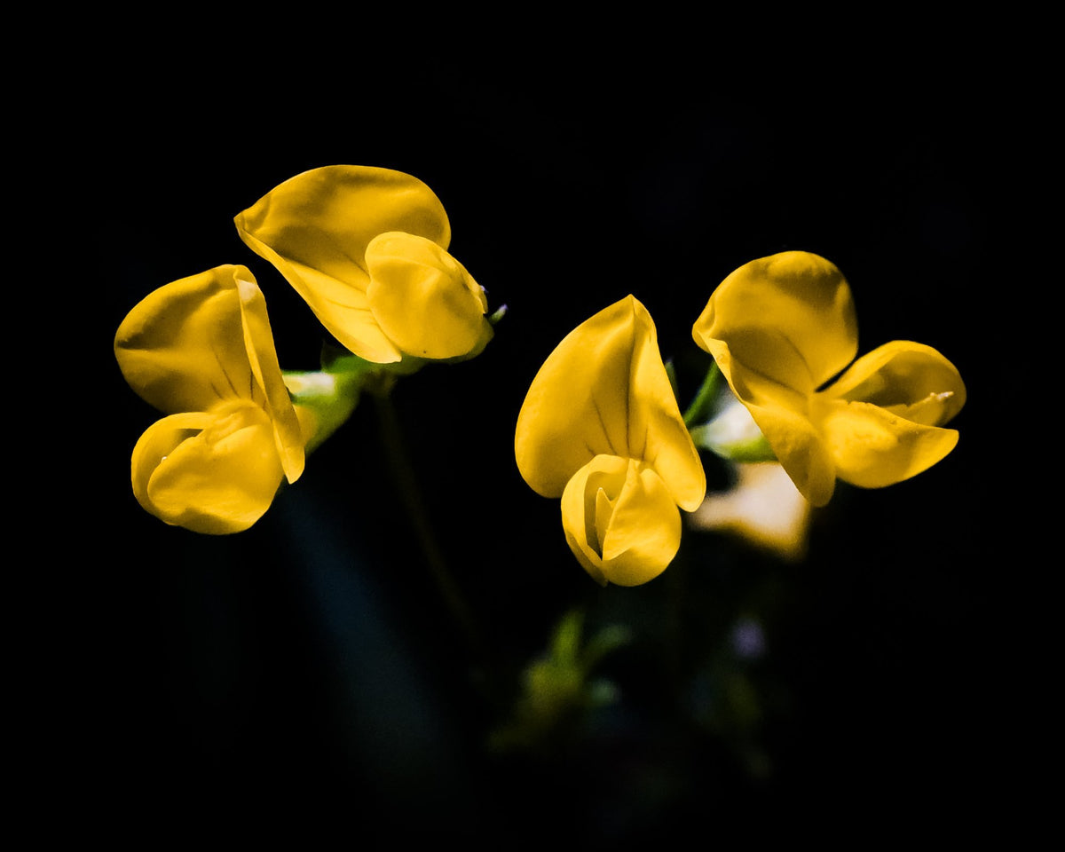 Bird's-foot Trefoil, 2026 — Yuri Catania