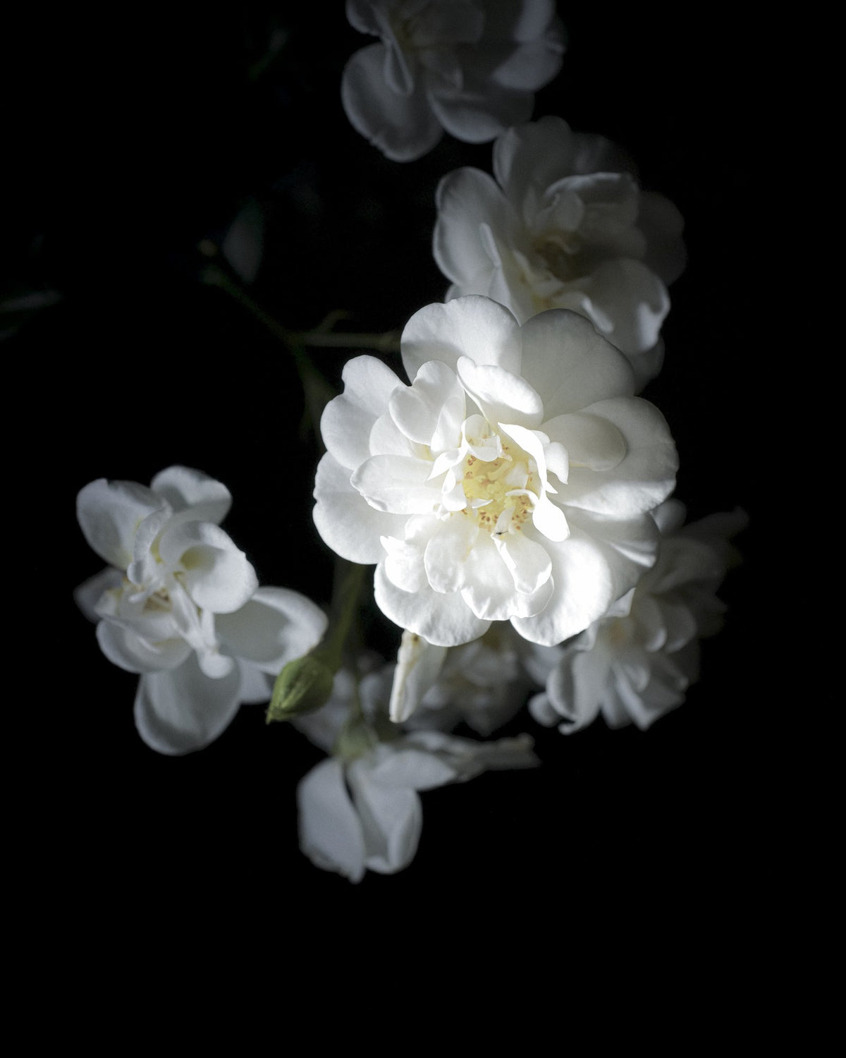 White Rose, 2026 — Yuri Catania