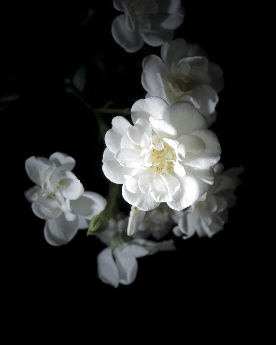 White Rose, 2026 — Yuri Catania
