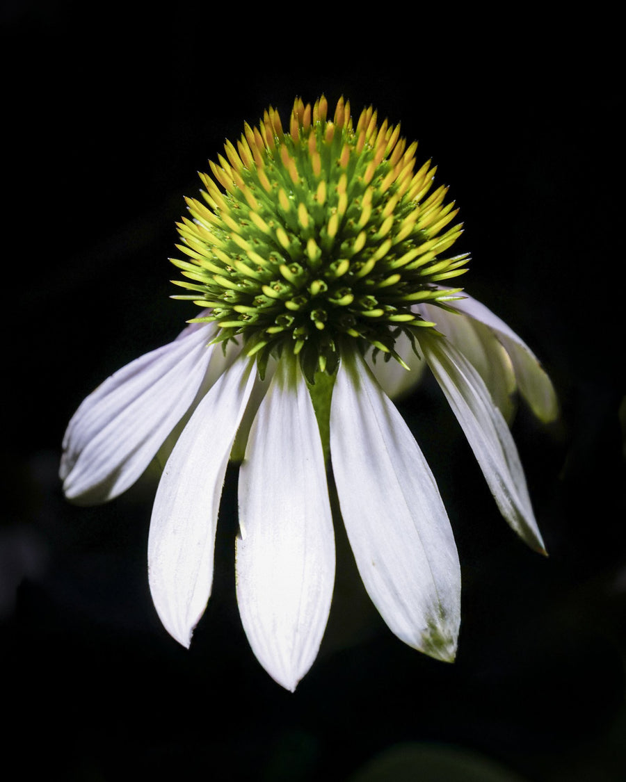 White Coneflower, 2026 — Yuri Catania