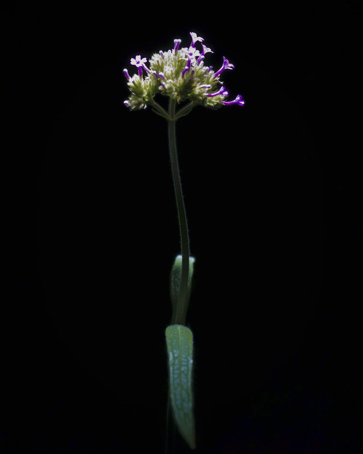 Purpletop Verbena, 2026 — Yuri Catania