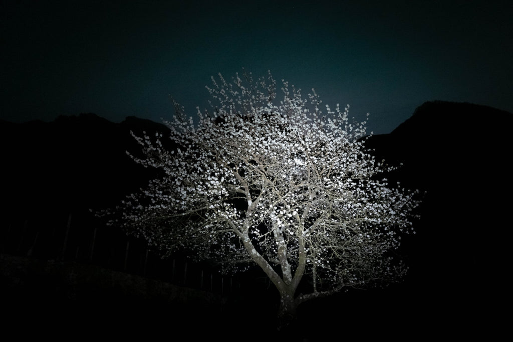 Black Cherry Blossom Night, 2020 — Yuri Catania