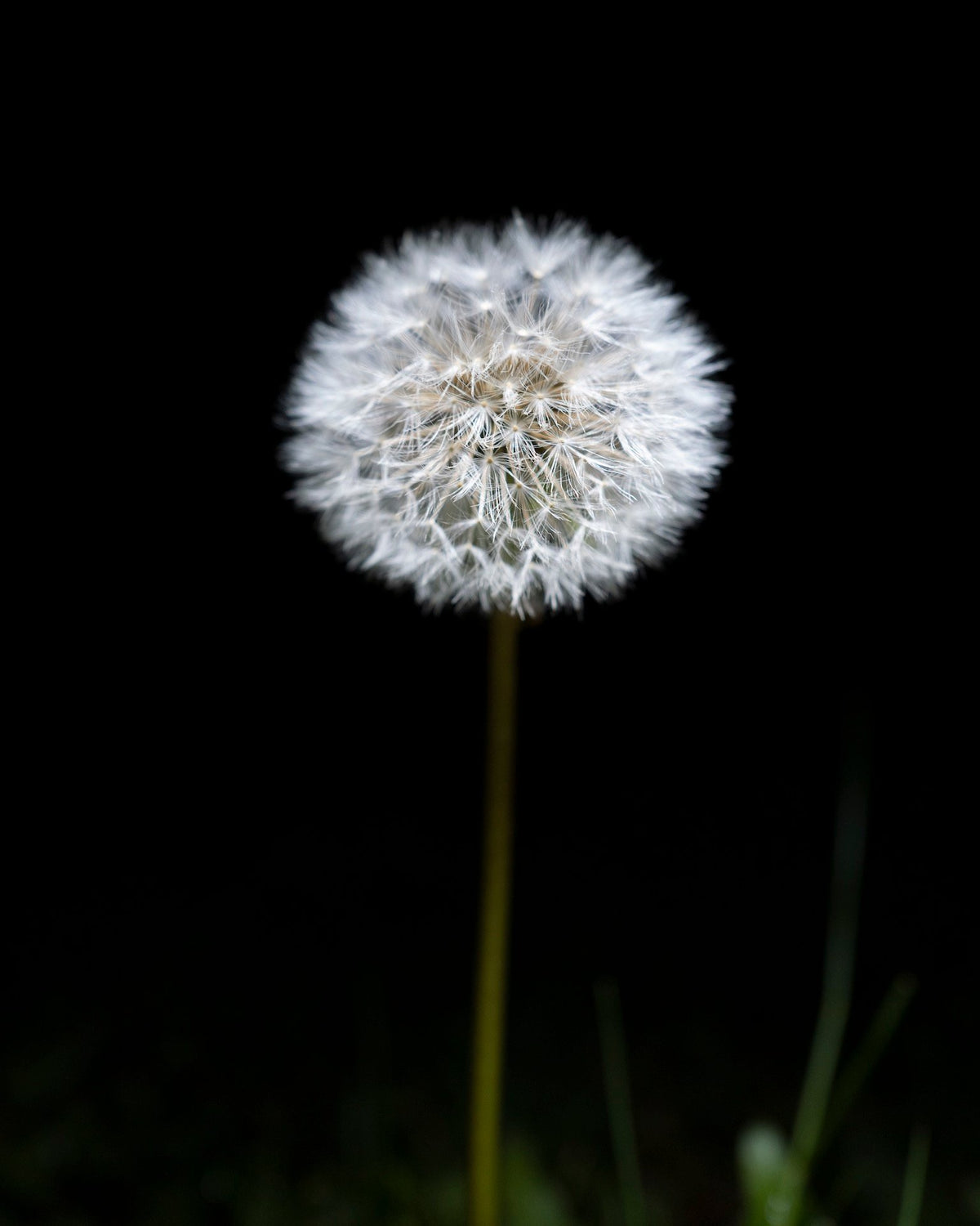 The Beautiful Dandelions, 2020 — Yuri Catania