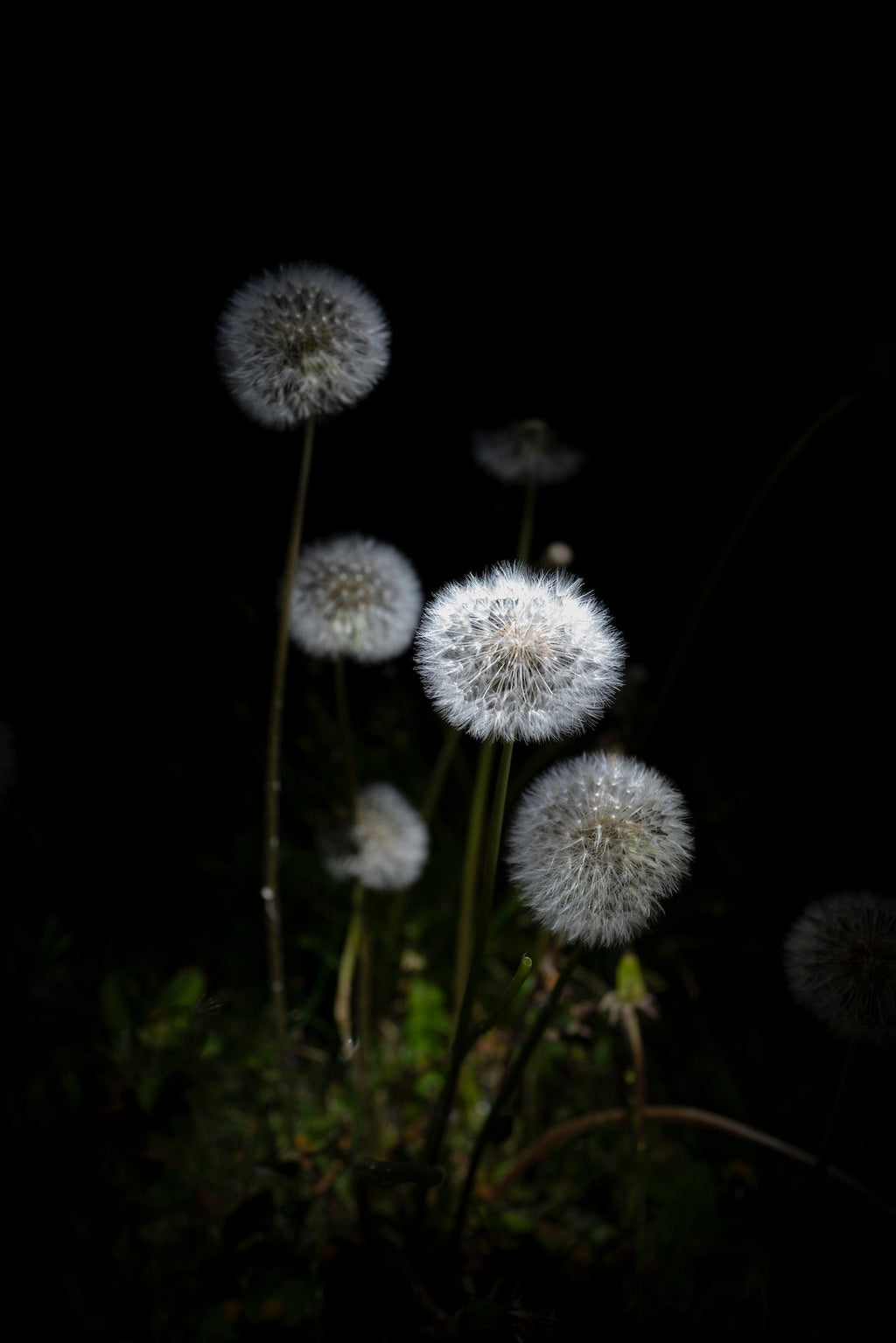 White Dandelions Night Reunion, 2020 — Yuri Catania