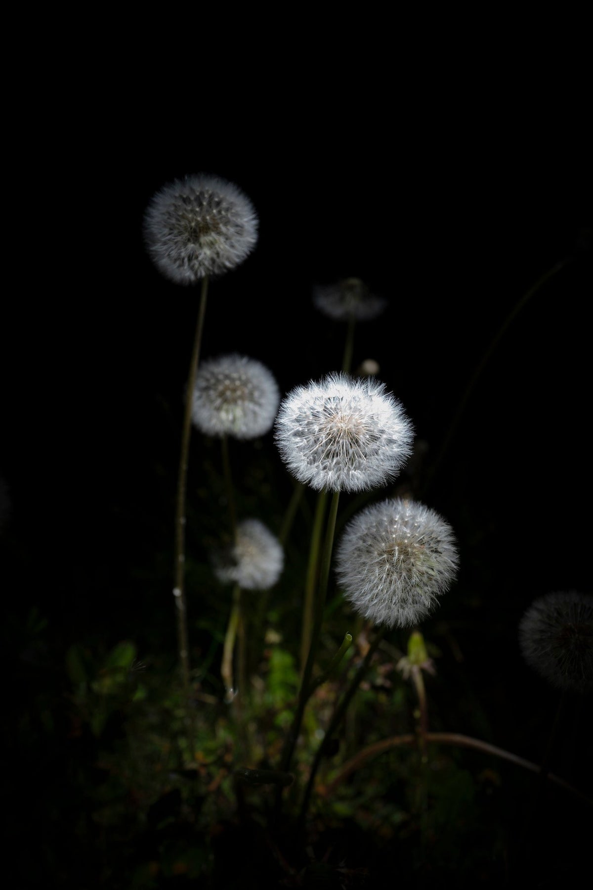 White Dandelions Night Reunion, 2020 — Yuri Catania
